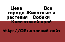 French Bulldog Male › Цена ­ 150 000 - Все города Животные и растения » Собаки   . Камчатский край